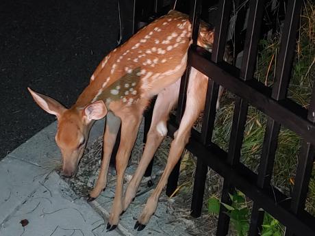 Deer trapped on a fence with eyes closed and limbs dangling.
